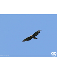 گونه سارگپه تاجدار Crested Honey Buzzard